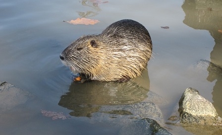 Can Beavers Really Make a Difference to California's Drought?