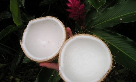 How Hydrating is Coconut Water?