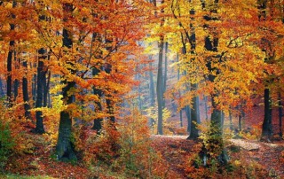 Why are Forests so Important?