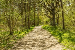 Did You Know? Trees can have â€œHeart Attacks!â€