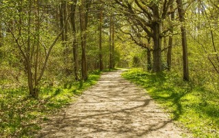 Did You Know? Trees can have Heart Attacks!