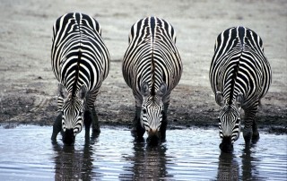 Lack of Water Not Only Affecting Humans
