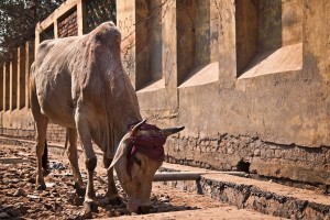 India Drought Crisis - 330 Million Affected