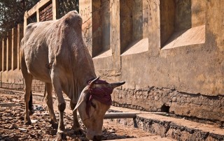 India Drought Crisis - 330 Million Affected