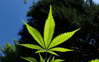 Psychoactive Chemical THC Contamination in Drinking Water?