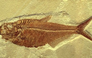 What Caused the Worst Mass Extinction of Life?