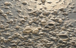 Can Ecotechnologies Transform the Wastewater Treatment Sector?
