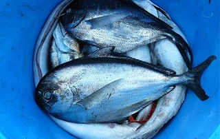 Human Diets Compromised by Lake Brownification and Eutrophication