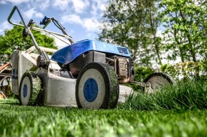 Get Rid of Your Lawn and Save Water