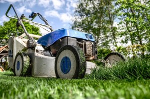 Get Rid of Your Lawn and Save Water