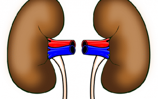 The Effects of Drinking Water on Your Organs
