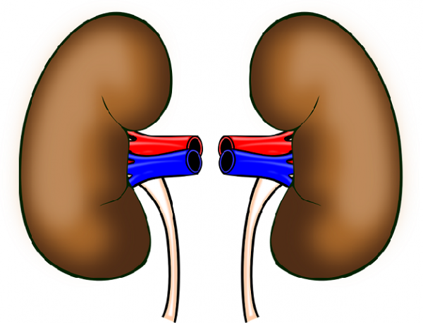 Anatomy of Kidneys