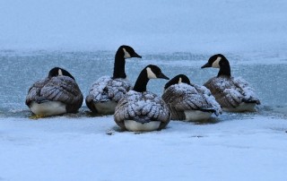 Contaminated Water Kills Thousands of Snow Geese
