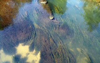 Russia's Lake Baikal Threatened by Harmful Algae