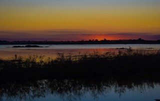 Why are Wetlands Important for Humanity?
