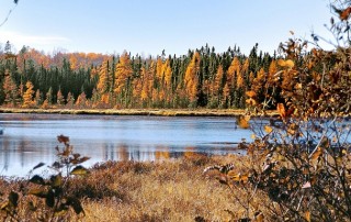 Manmade Wetlands Wastewater Treatment Plants