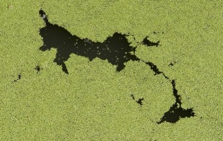 Scientists Find Method to Warn of Toxic Algae Blooms before they Develop