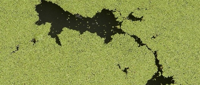 Scientists Find Method to Warn of Toxic Algae Blooms before they Develop