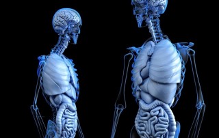 The Effects of Dehydration on the Human Body