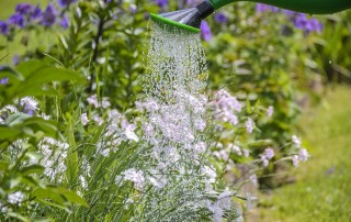 What is Water-Wise Landscaping?