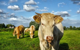 Desertification is a GLOBAL Threat