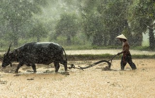 Drought Increases Suicide Rate of Farmers