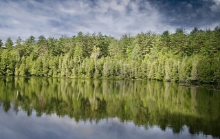 Why Trees are Important to your Drinking Water