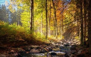The Importance of Vegetation for Water