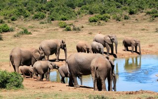 The Importance of Water in Animal Life
