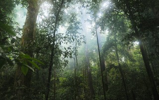 What's the Average Rainfall in a Rainforest?