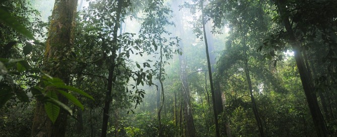 What's the Average Rainfall in a Rainforest?
