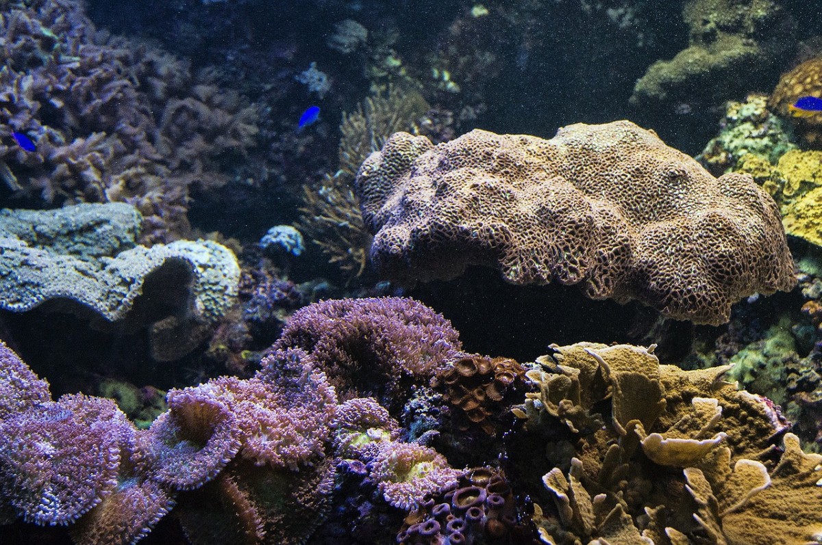 Why are Coral Reefs Endangered? LivingWater
