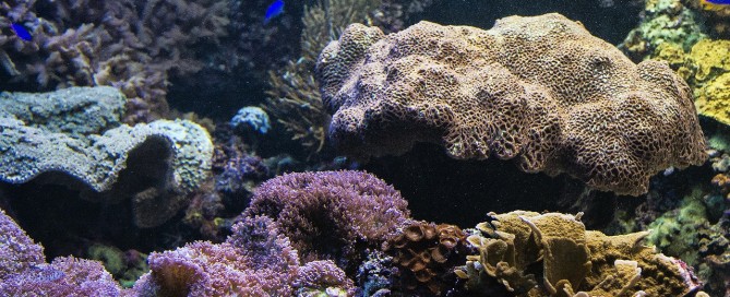 The Importance of the Great Barrier Reef