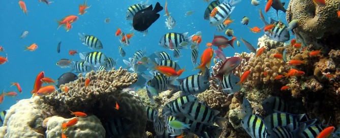 The Biggest Coral Reefs in the World