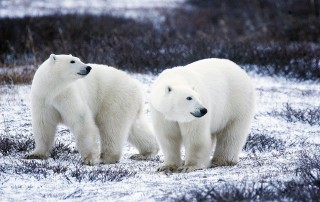 The Dying Polar Bear as a Result of Ice Melting in Antarctica