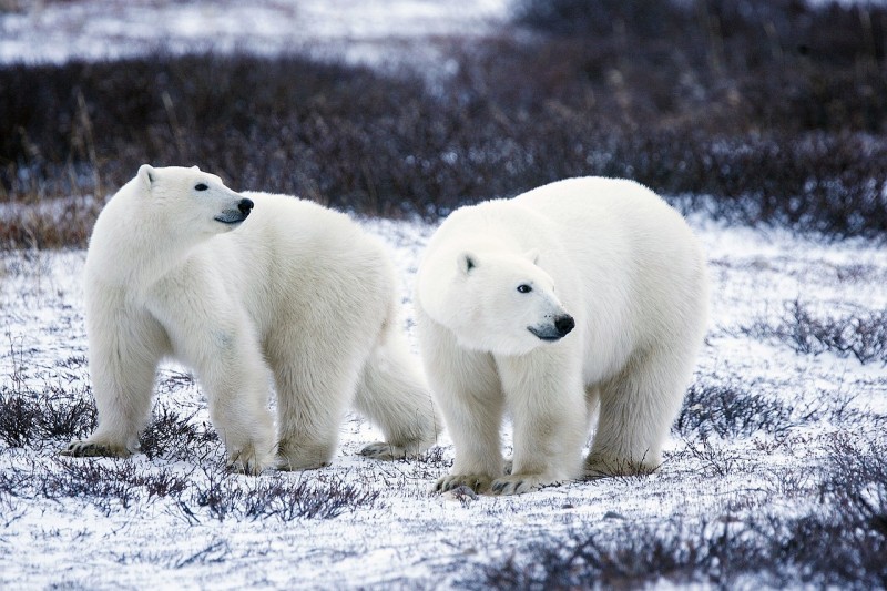 The Dying Polar Bear as a Result of Ice Melting in Antarctica Living