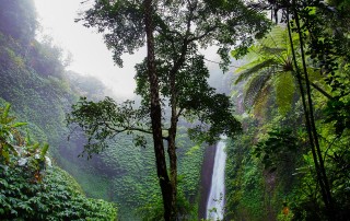 Where in the World are the Rainforests?