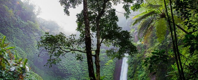 Where in the World are the Rainforests?