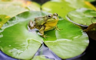 bull-frog
