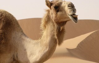 Climate Conditions in the UAE