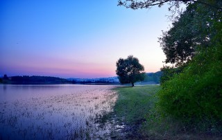 The Vital Role of Estuaries