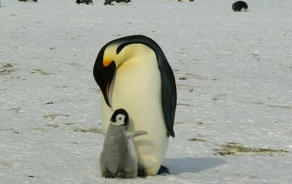Types of Penguin Species