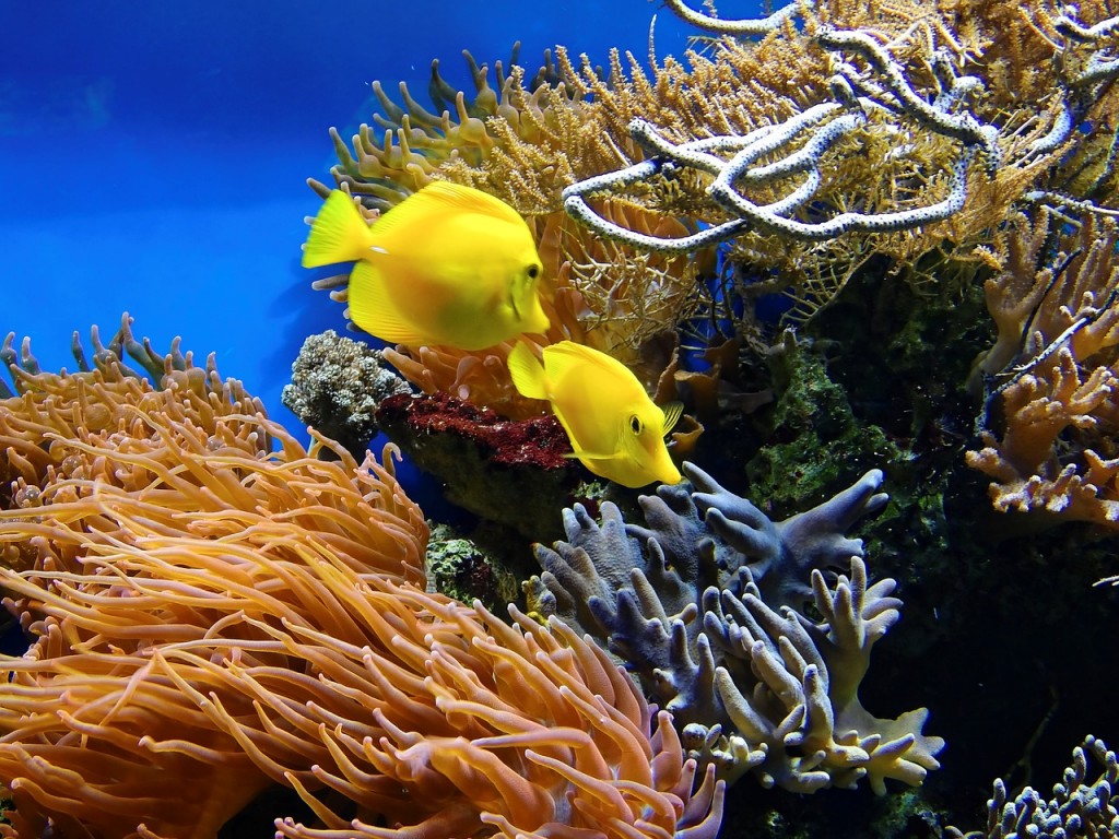 How Do Corals Eat in the Water?