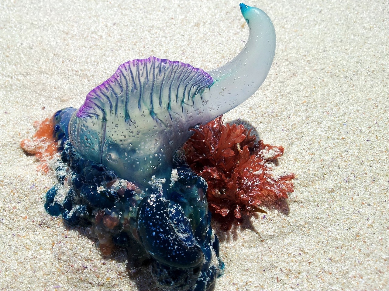 The Portuguese man-of-war