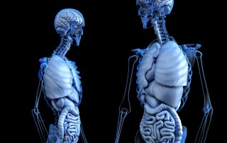 The Main Functions of Water in the Body