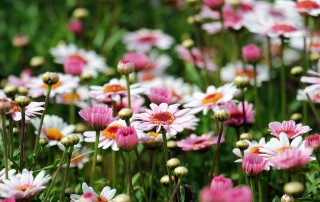 What is Water Stress in Plants?