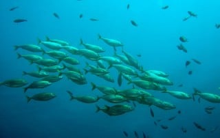 The Migration Struggle of Fish