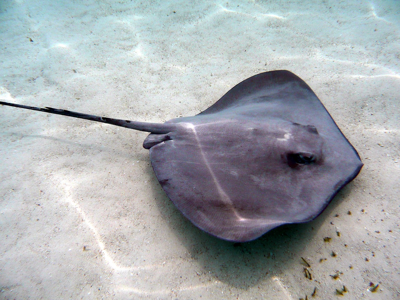 stingray