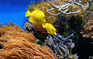 coral-aquarium