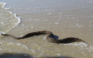 sea-snake1